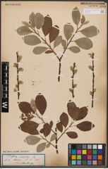 Foto von Salix caprea L.